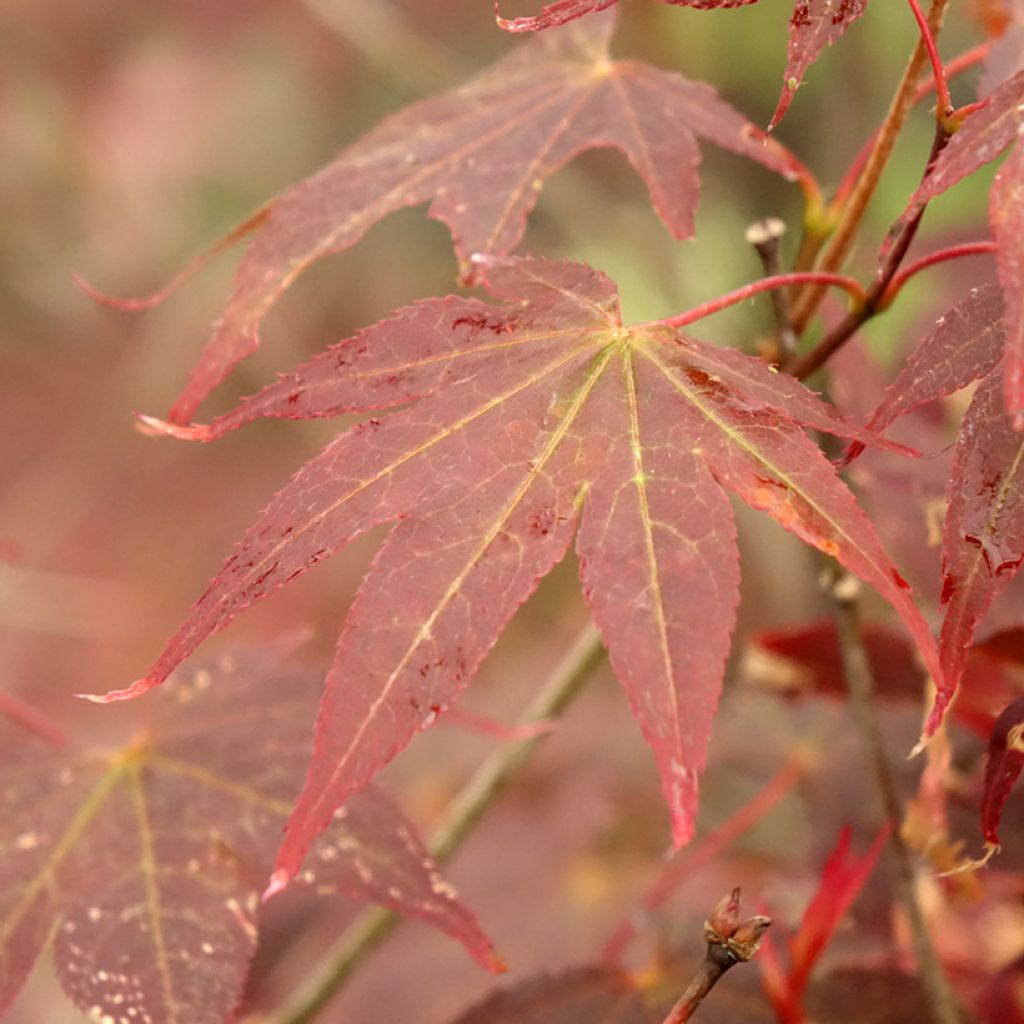Acer palmatum Atropurpureum - Japanse esdoorn