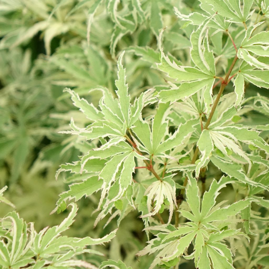 Acer palmatum Butterfly - Japanse esdoorn