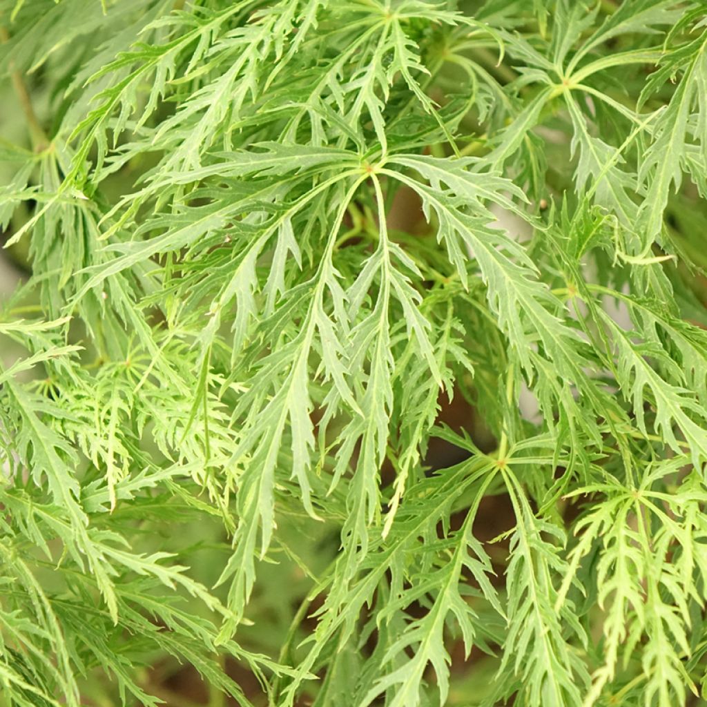 Acer palmatum Dissectum - Japanse esdoorn