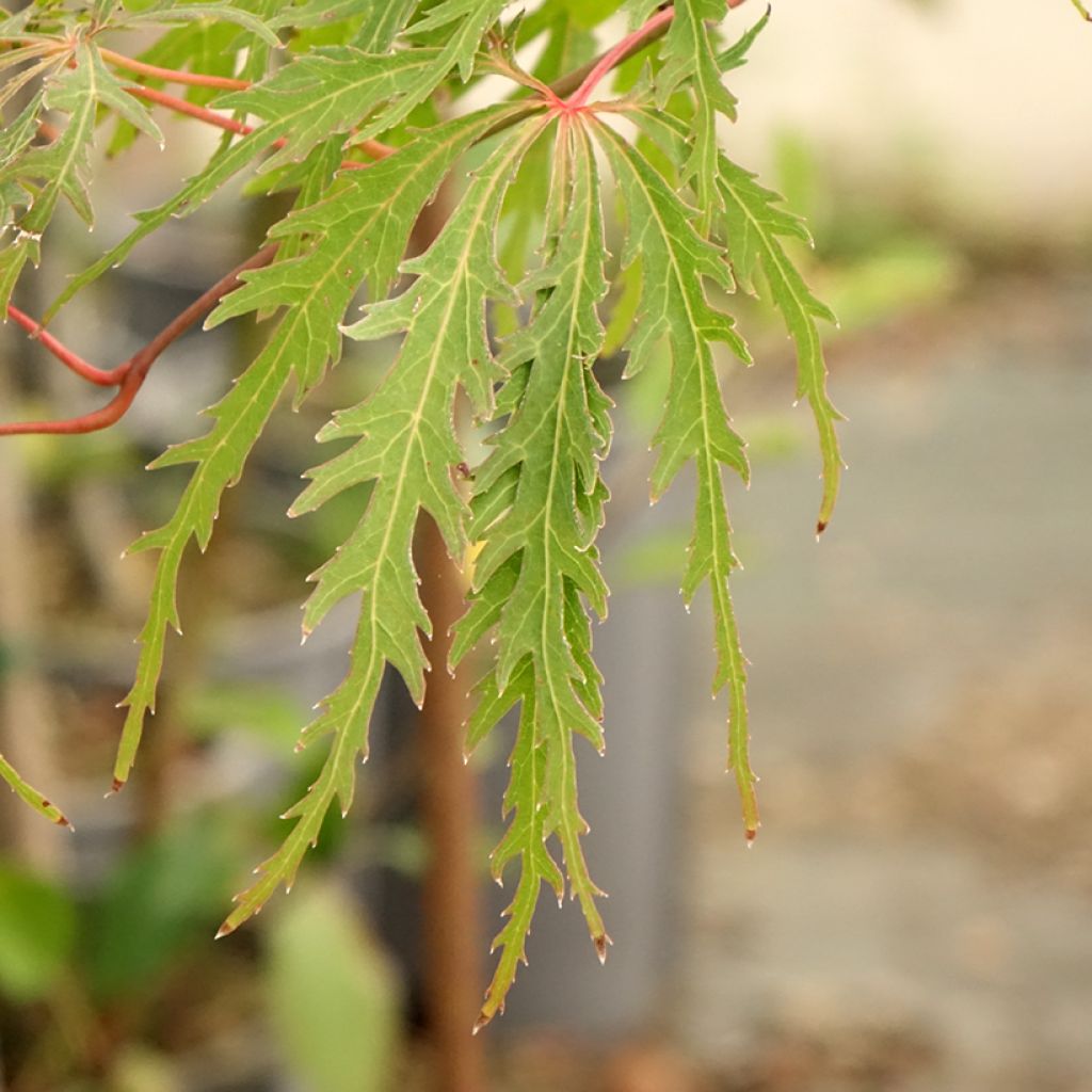 Acer palmatum Dissectum Viridis - Japanse esdoorn