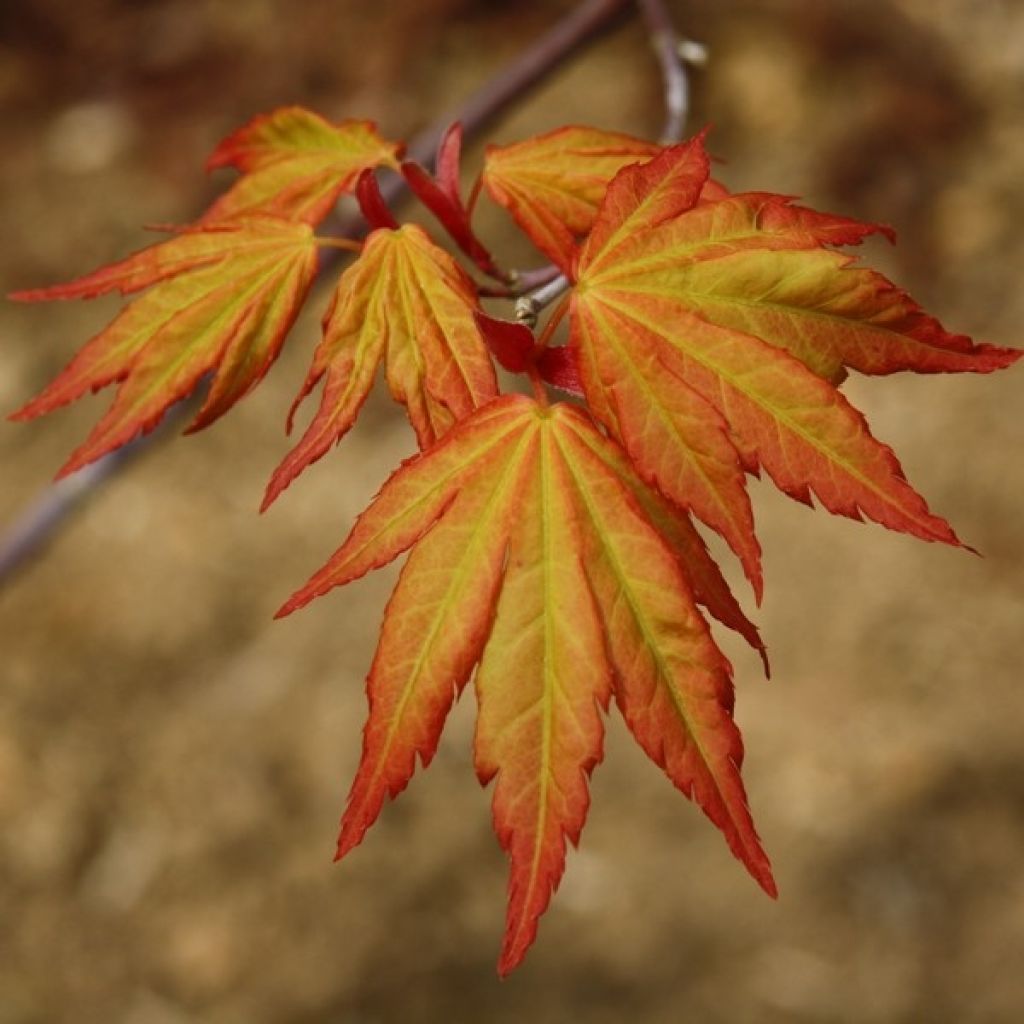 Acer palmatum Orange Dream - Japanse esdoorn