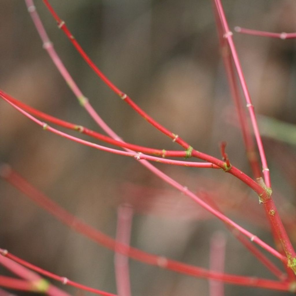 Acer palmatum Sangokaku Senkaki - Japanse esdoorn