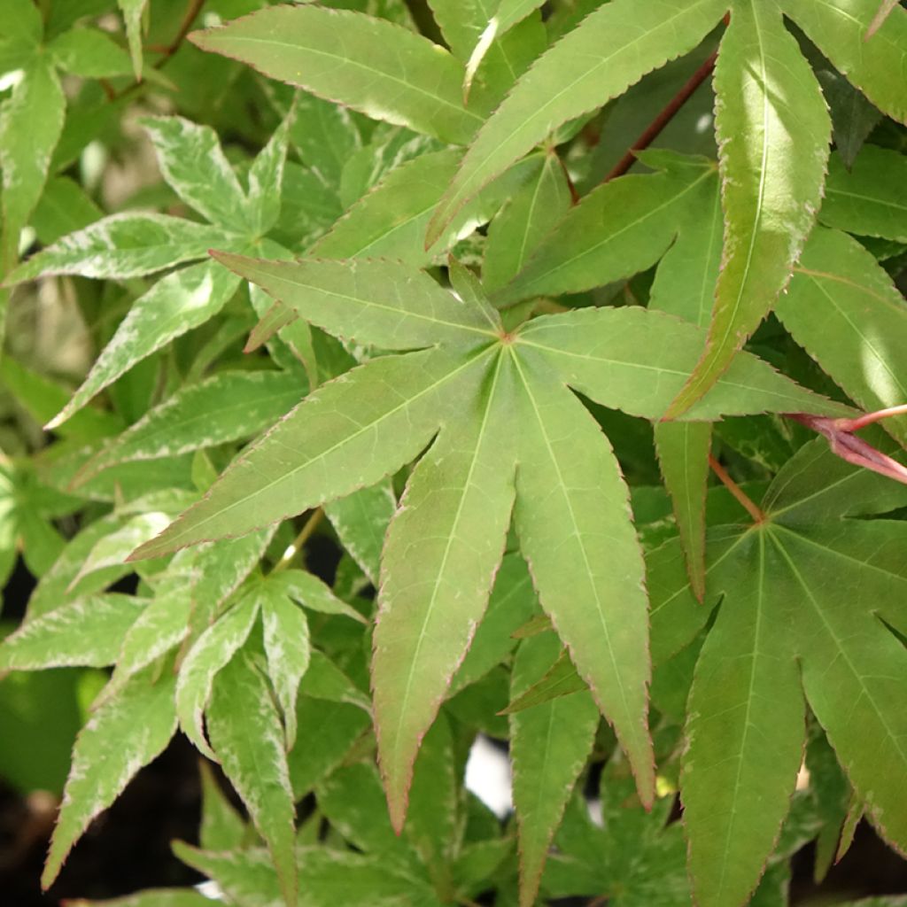 Acer palmatum Ukigumo - Japanse esdoorn