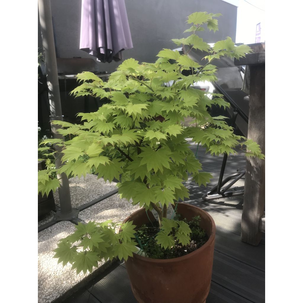Acer shirasawanum Aureum - Japanse goudesdoorn