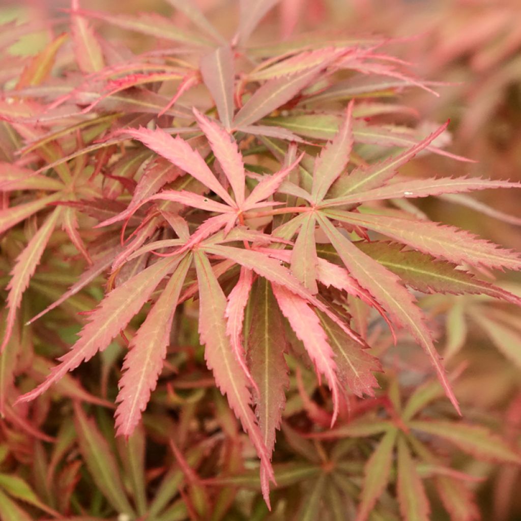 Acer palmatum Jerre Schwartz - Japanse esdoorn