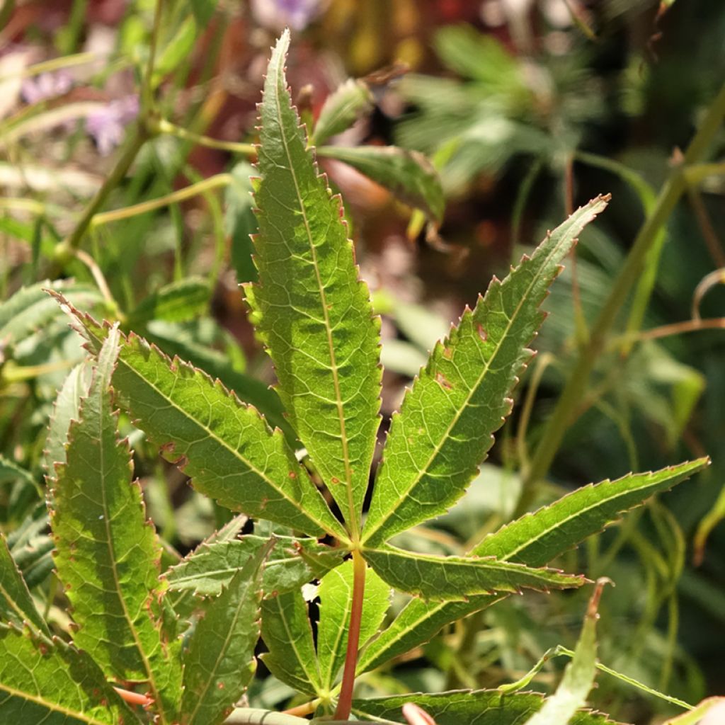 Acer palmatum Koto-No-Ito - Japanse esdoorn