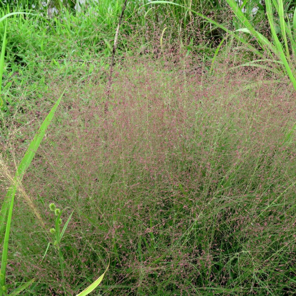 Eragrostis spectabilis - Liefdesgras