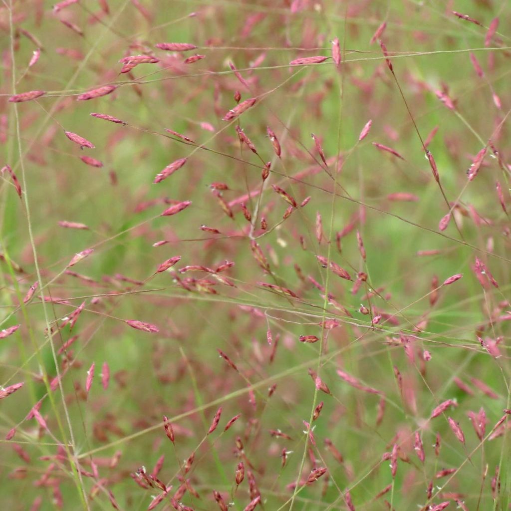 Eragrostis spectabilis - Liefdesgras