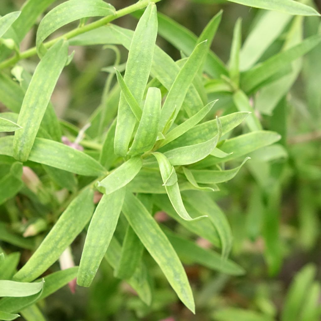 Eremophila laanii - Emustruik