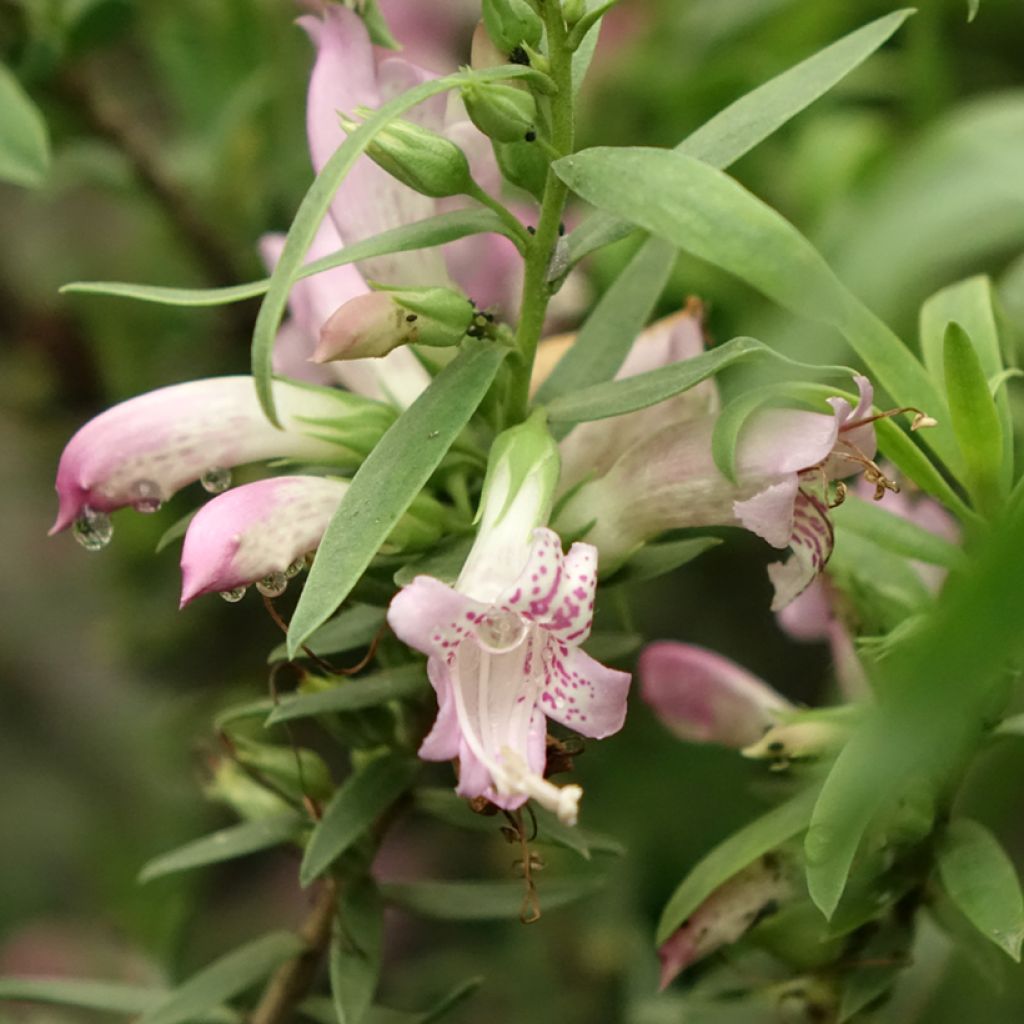 Eremophila laanii - Emustruik