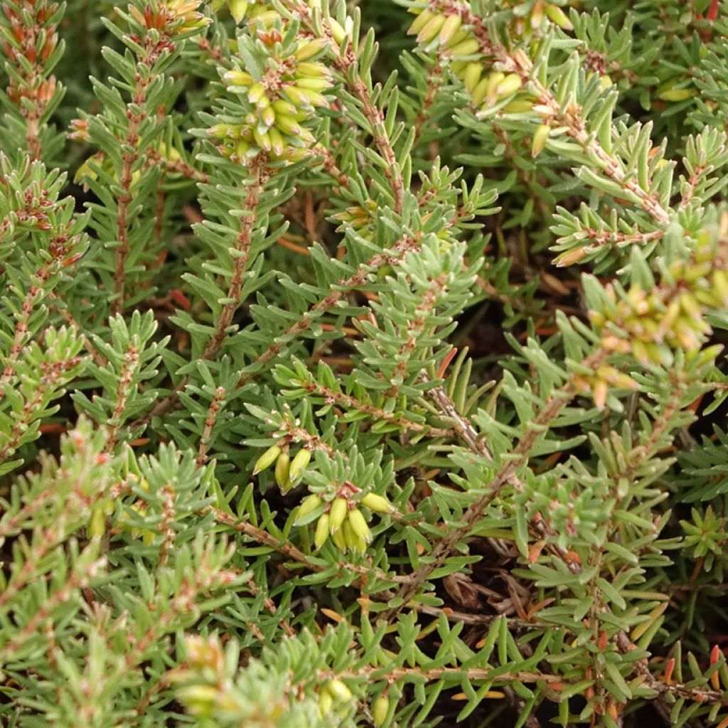 Erica darleyensis Tyann - Winterheide