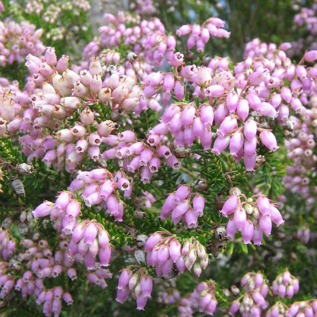 Erica terminalis - Corsicaanse heide
