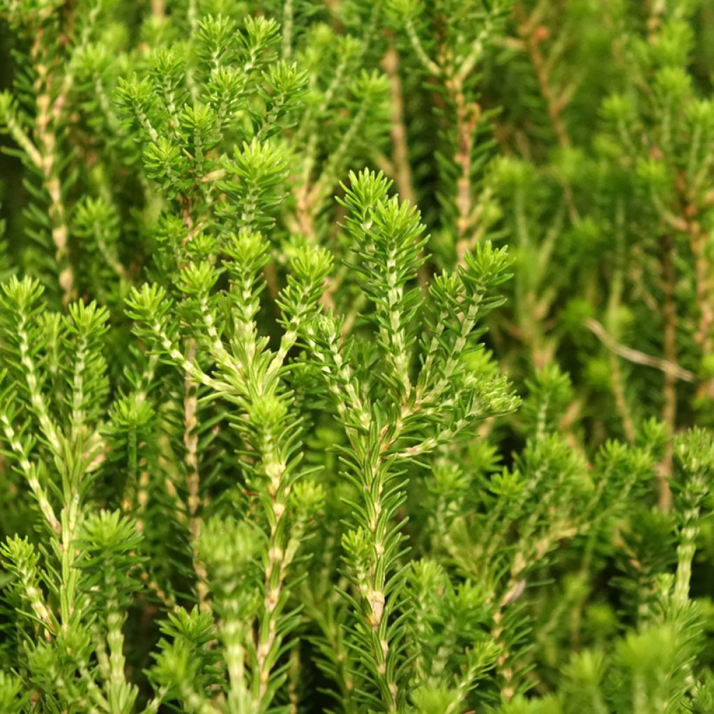 Erica terminalis - Corsicaanse heide
