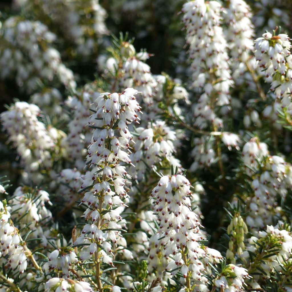 Erica darleyensis Silberschmelze - Winterheide