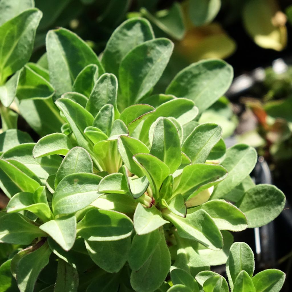 Erigeron glaucus - Fijnstraal