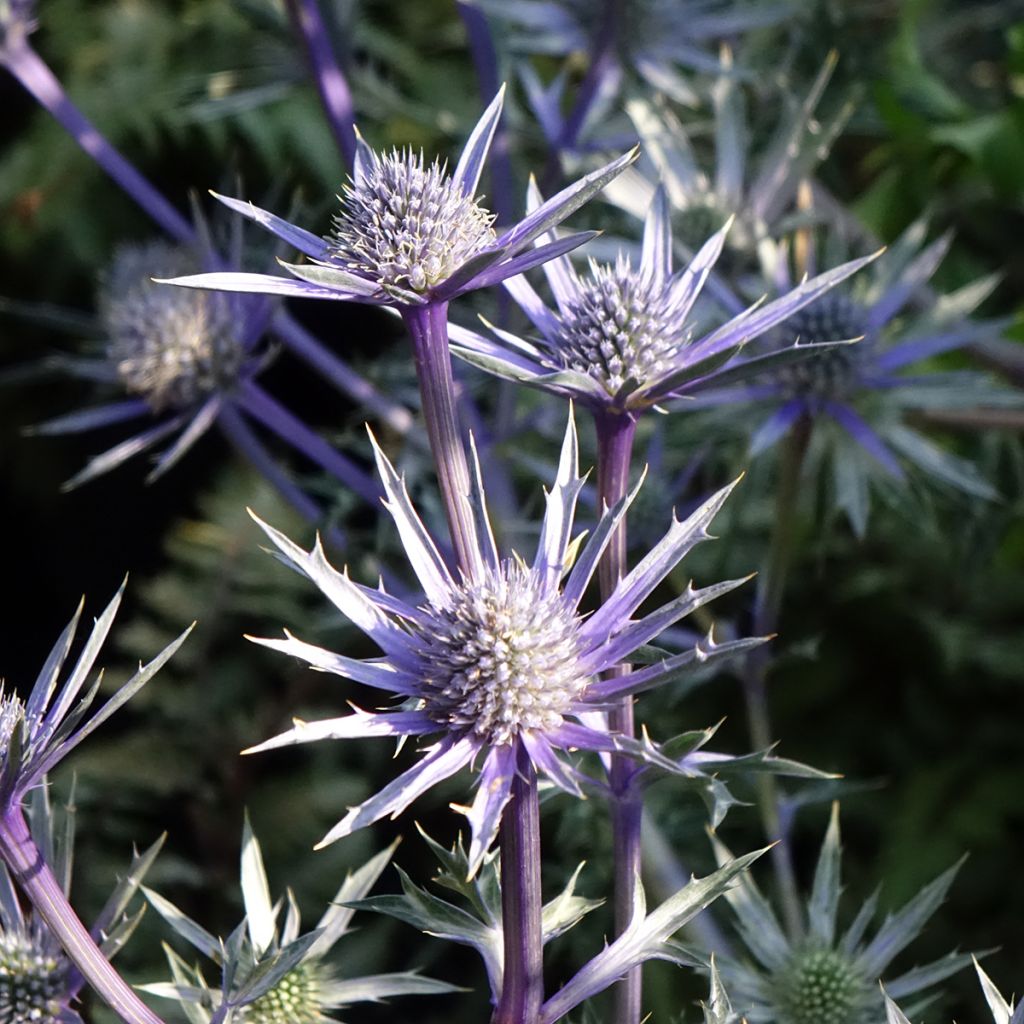 Eryngium bourgatii Picos Amethyst - Kruisdistel