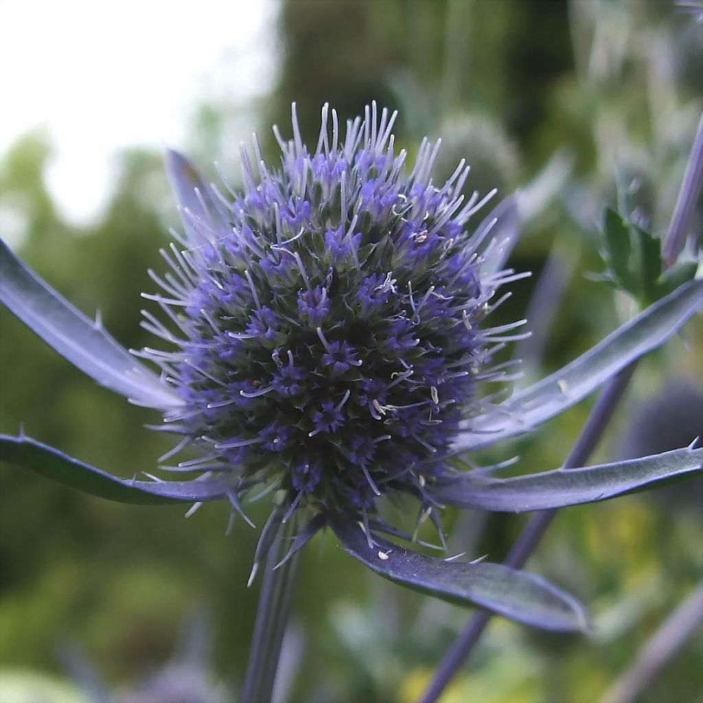 Eryngium planum - Vlakke kruisdistel