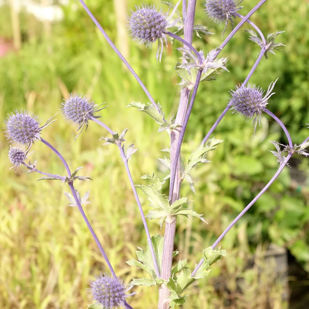 Eryngium planum - Vlakke kruisdistel