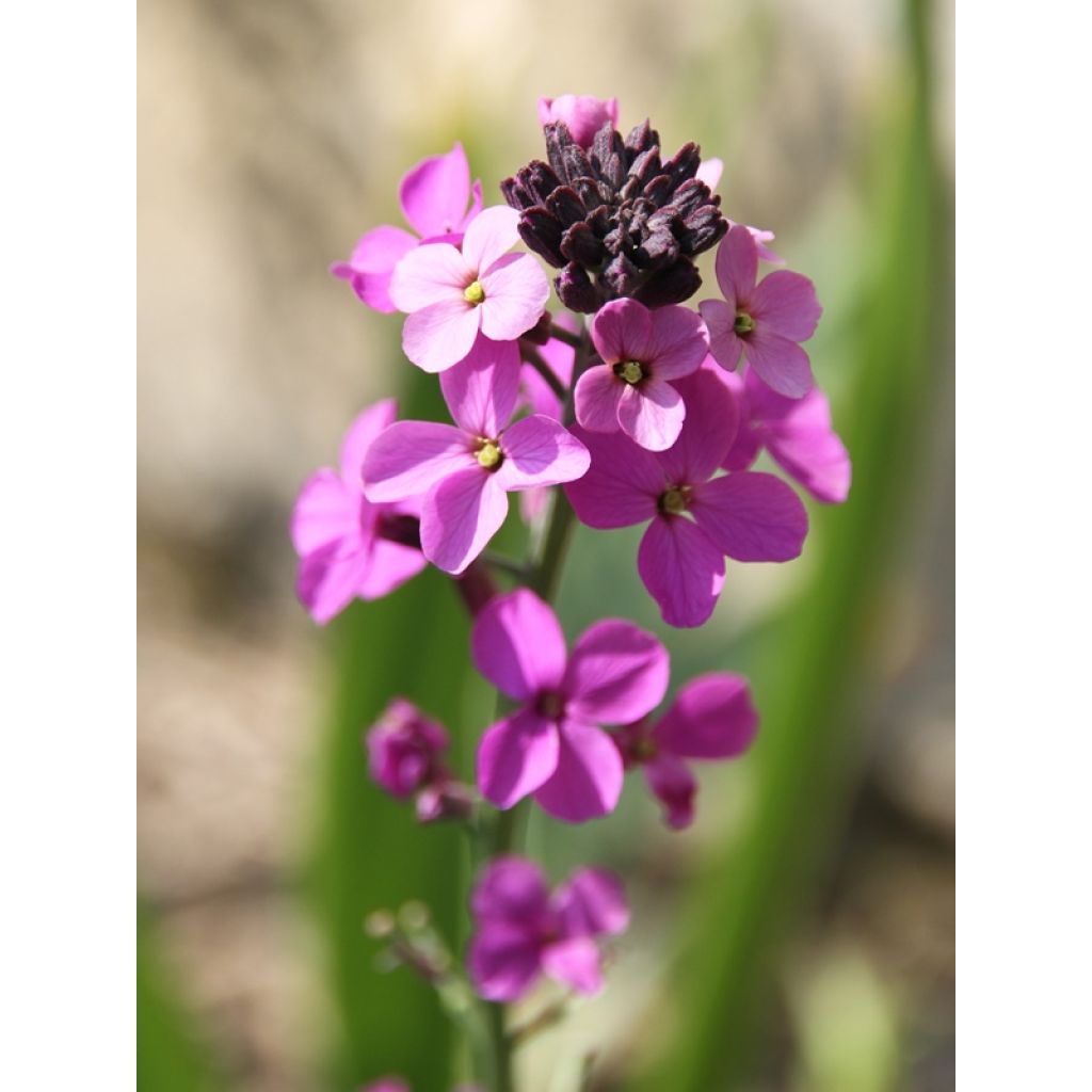 Erysimum Bowles Mauve – Muurbloem