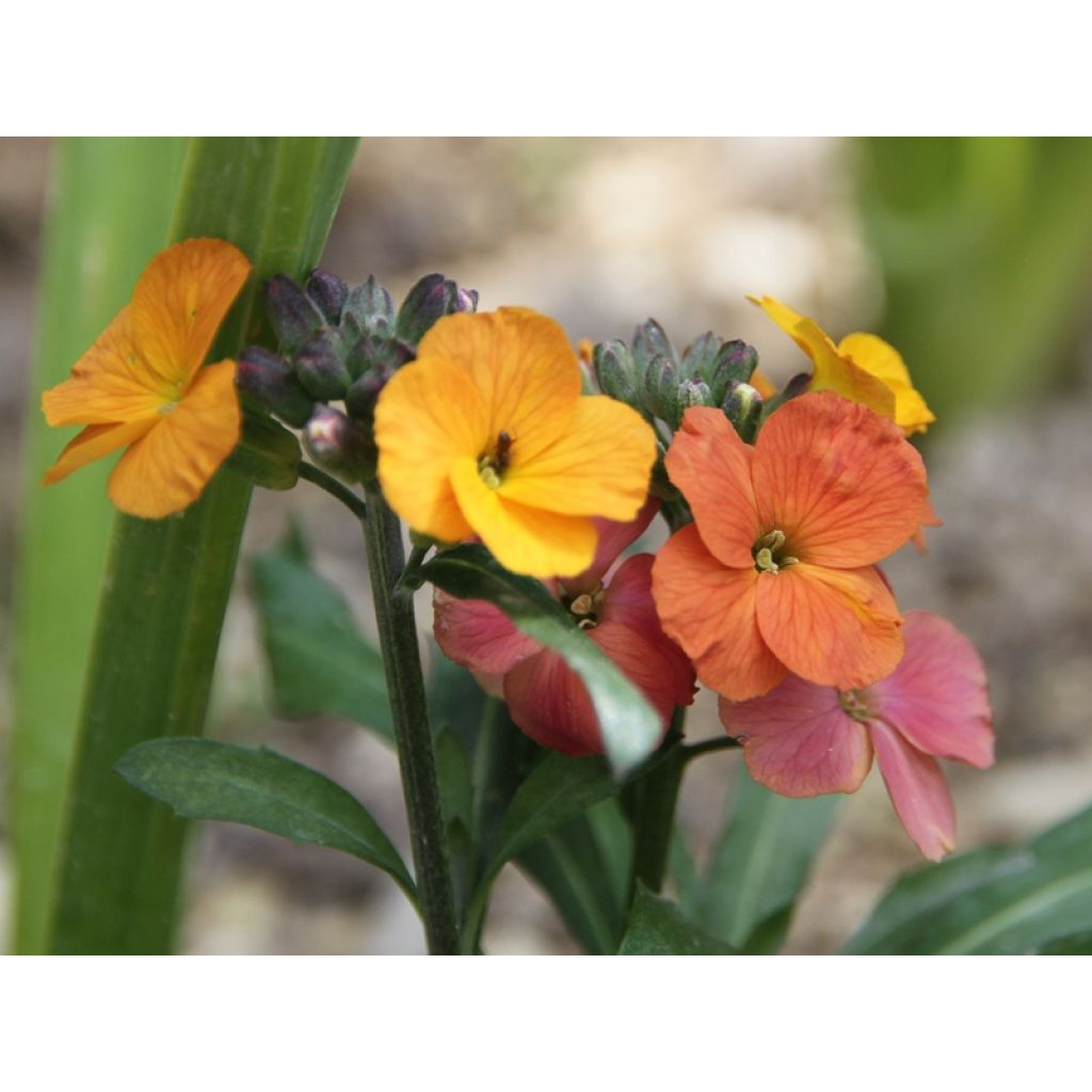 Erysimum Winter Party – Muurbloem