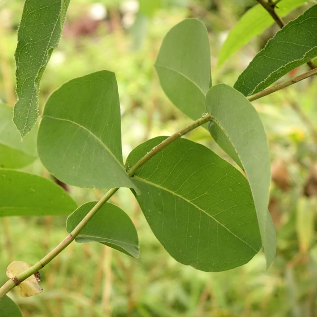 Eucalyptus elliptica - Elliptische gomboom
