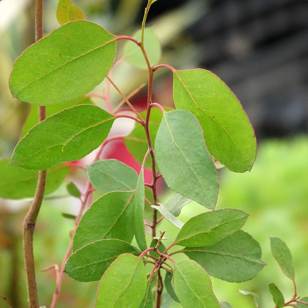 Eucalyptus johnstonii - Tasmaanse gele gomboom
