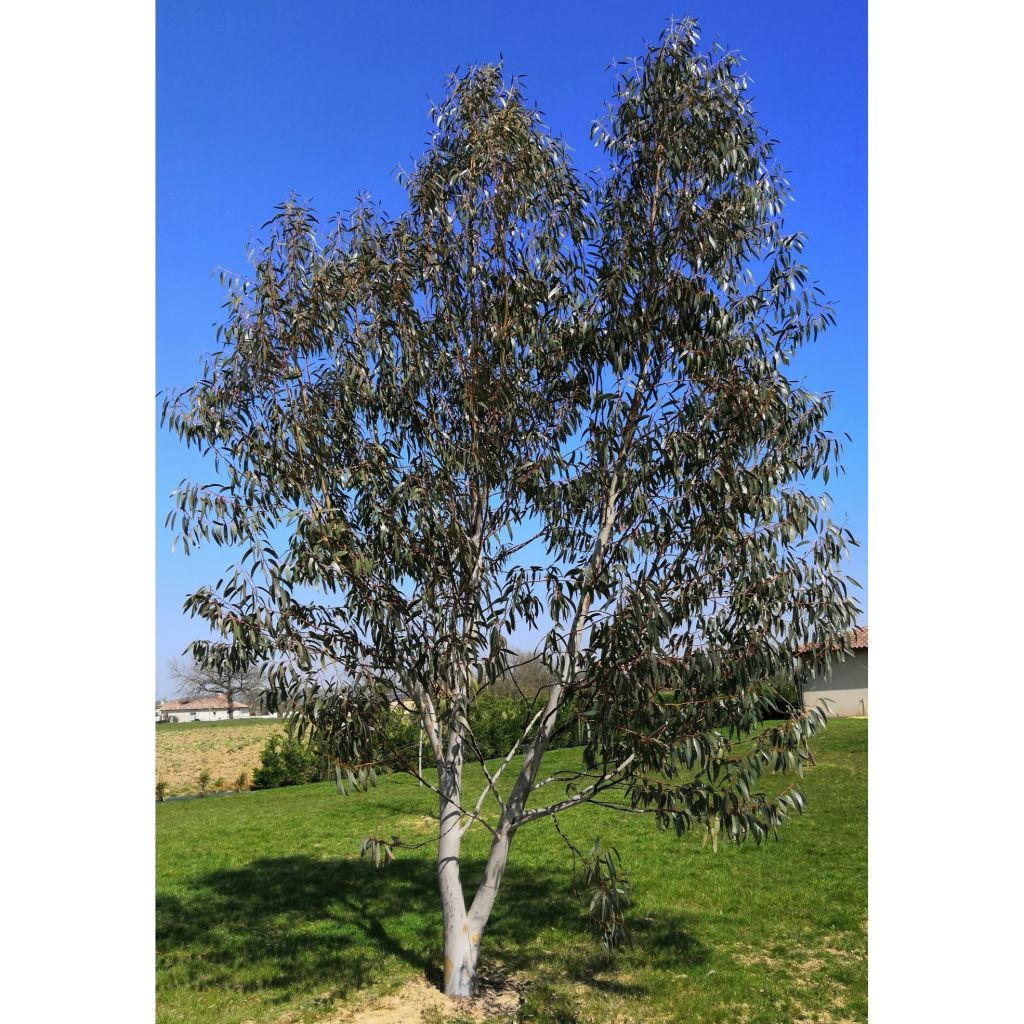 Eucalyptus niphophila - Sneeuweucalyptus