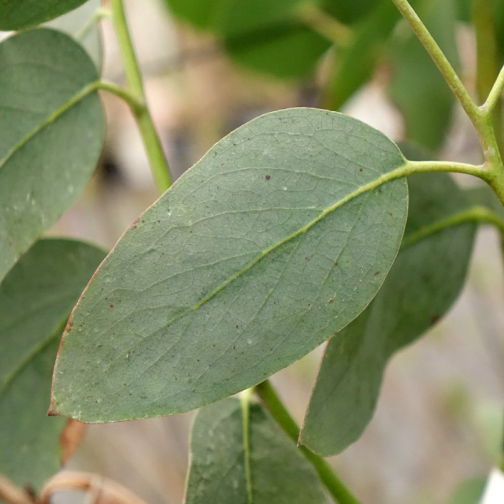 Eucalyptus pauciflora subsp. hedraia Falls Creek - Sneeuweucalyptus