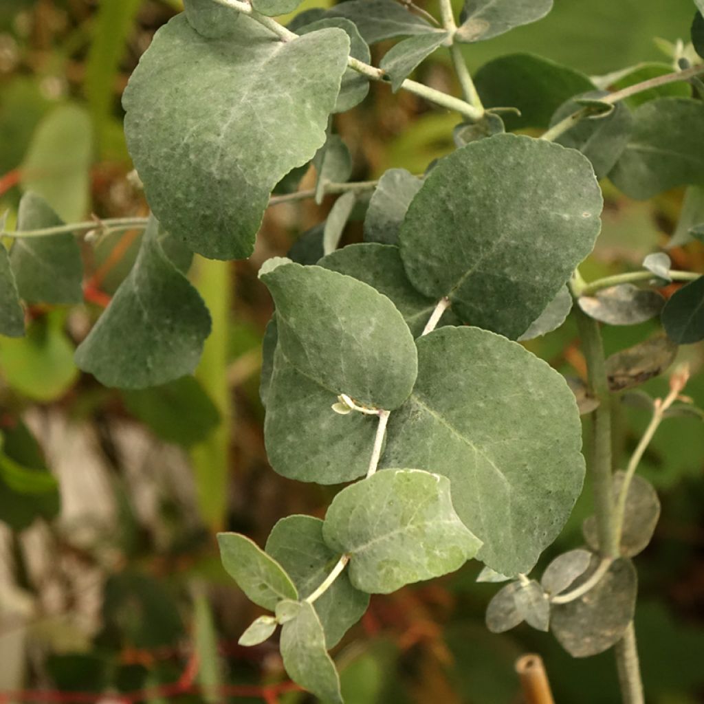 Eucalyptus urnigera glauque - Gomboom