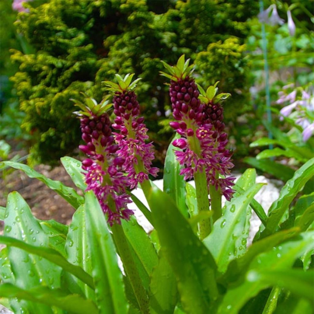 Eucomis comosa Leia - Ananasplant