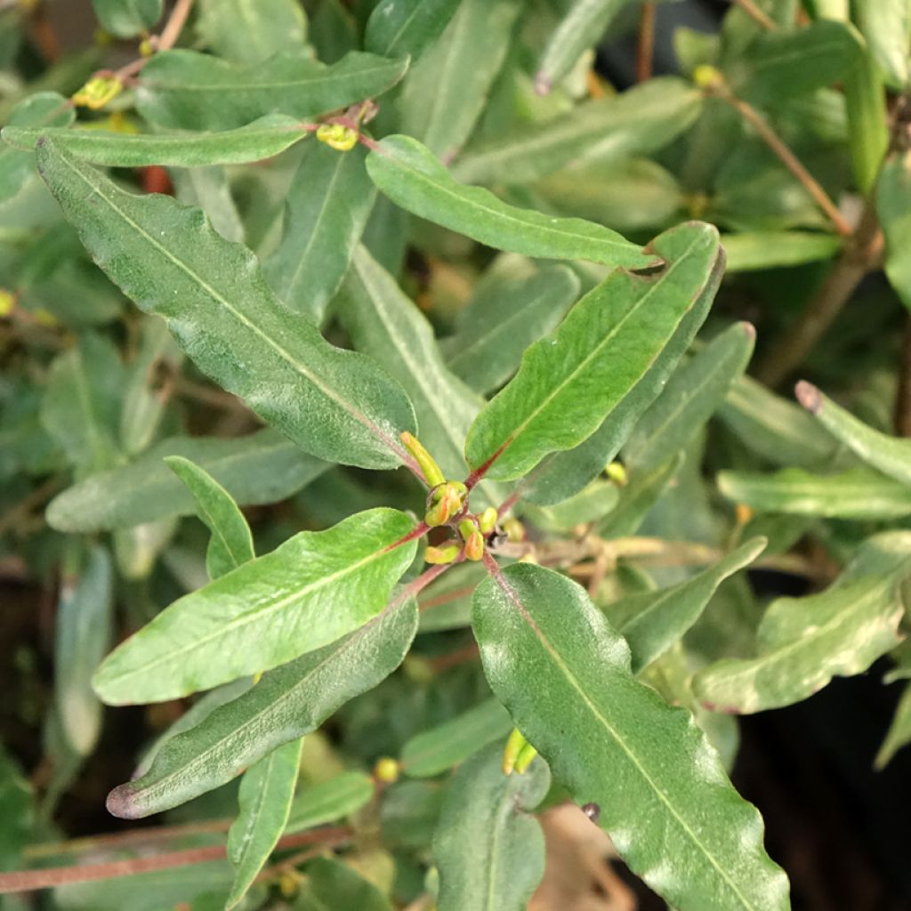 Eucryphia moorei - Leatherwood