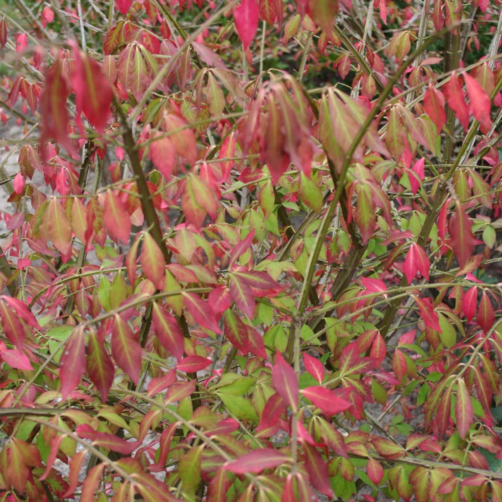 Euonymus alatus - Gevleugelde kardinaalsmuts