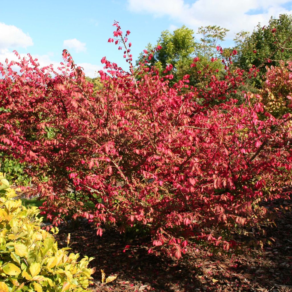 Euonymus alatus - Gevleugelde kardinaalsmuts