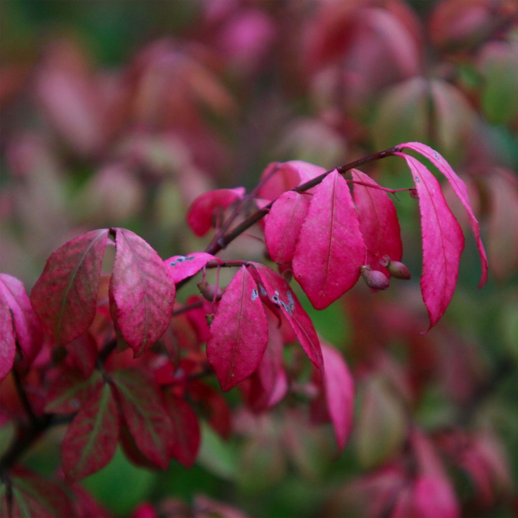 Euonymus alatus Compactus - Gevleugelde kardinaalsmuts