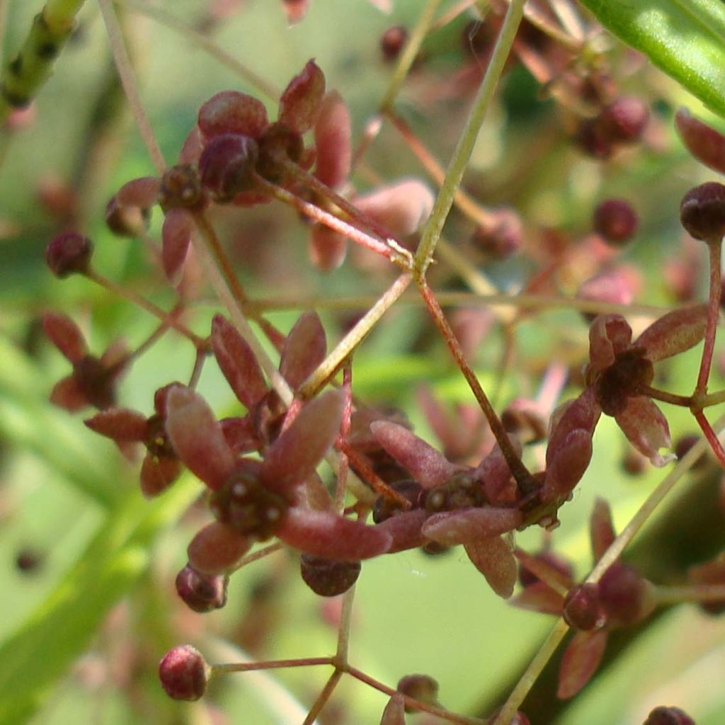 Euonymus clivicolus - Kardinaalsmuts
