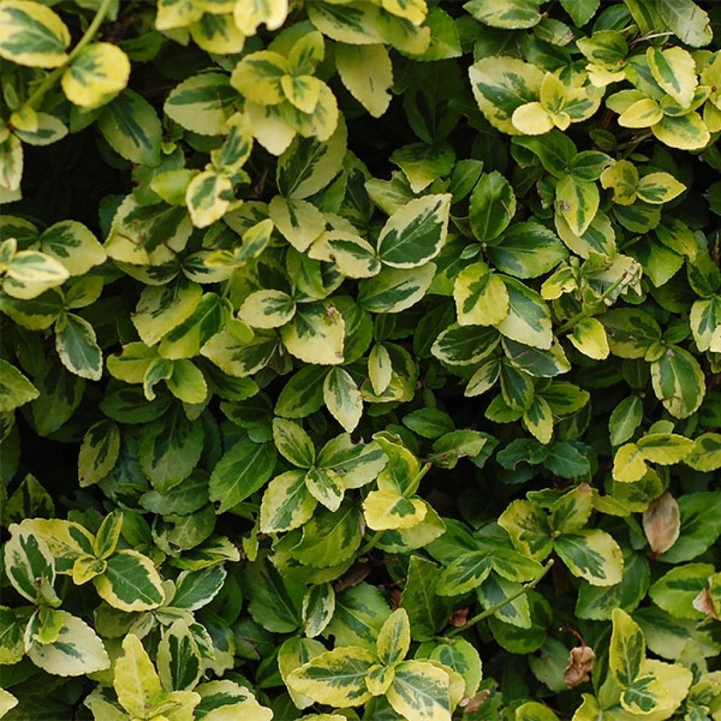 Euonymus japonicus Aureus - Japanse kardinaalsmuts