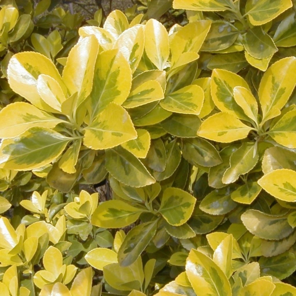 Euonymus japonicus Aureus - Japanse kardinaalsmuts