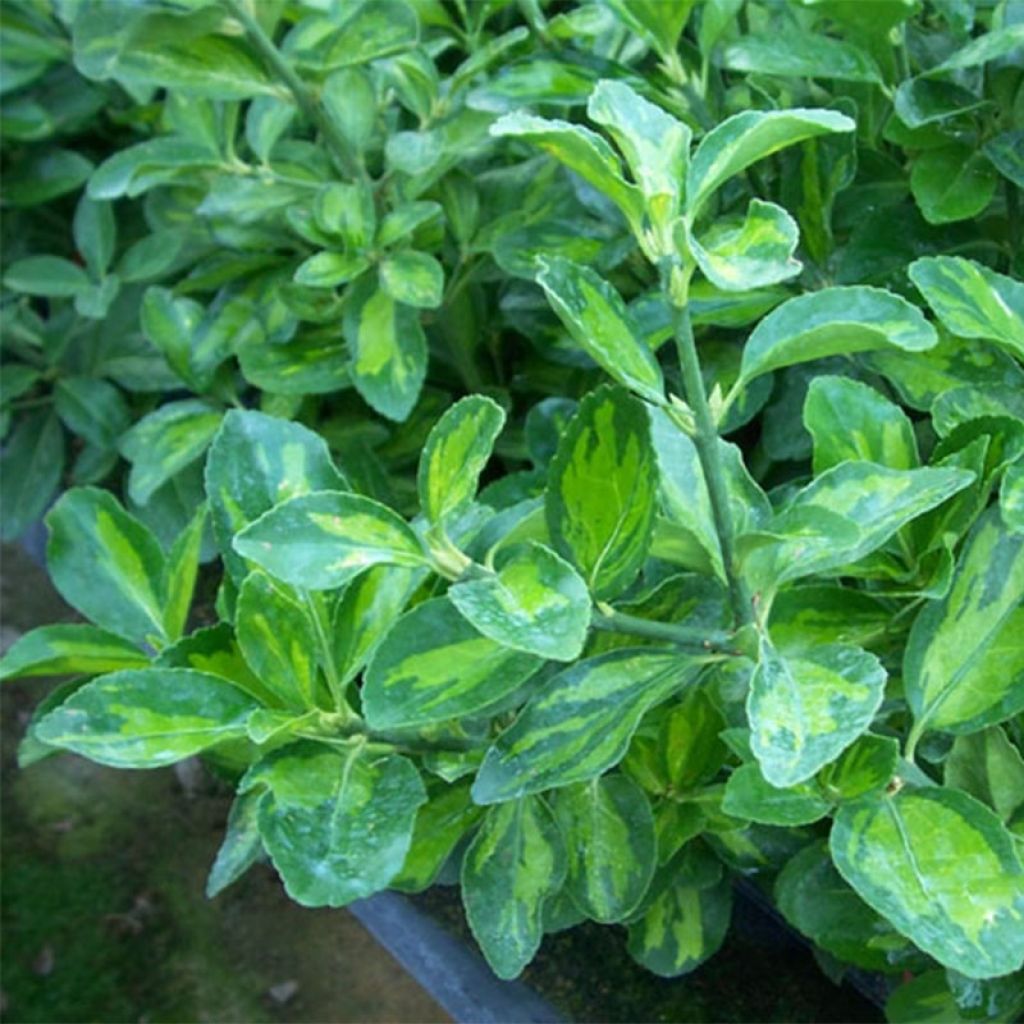 Euonymus japonicus Duc d'Anjou - Japanse kardinaalsmuts