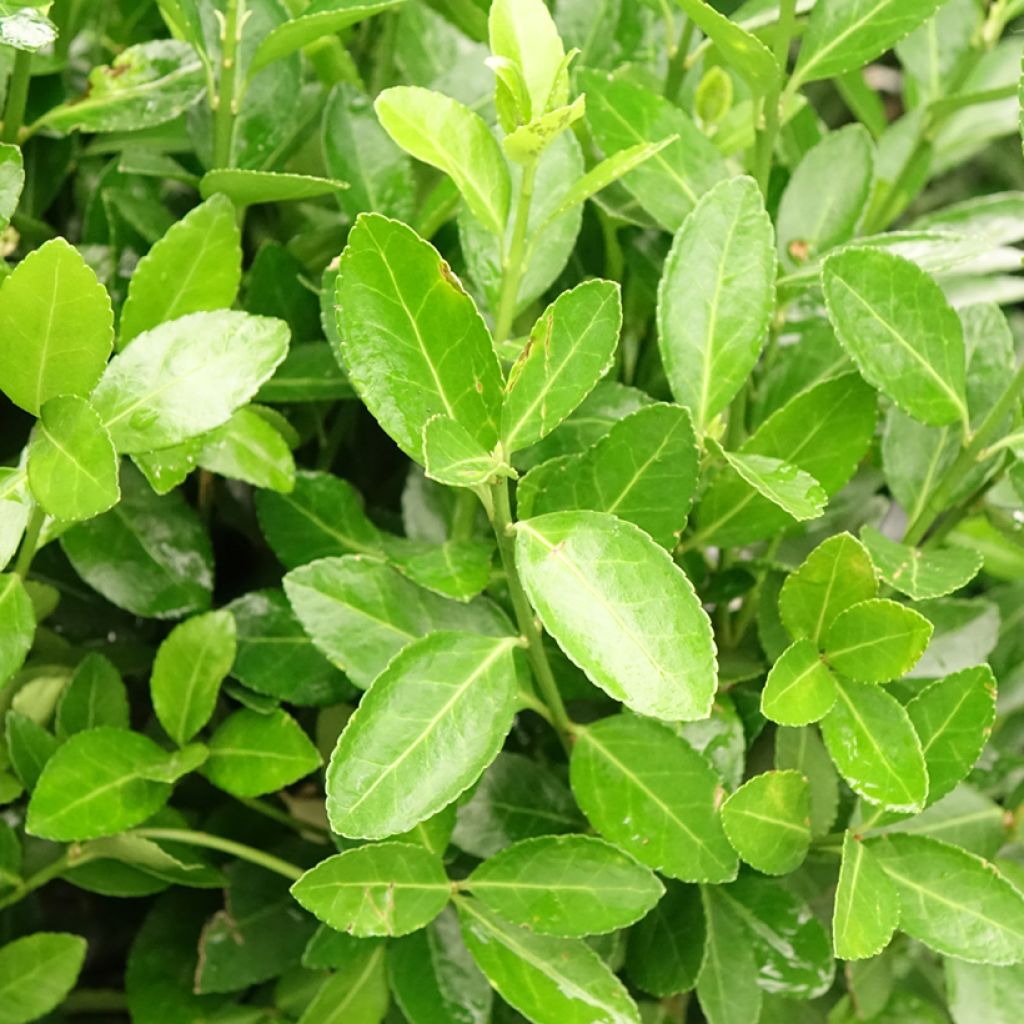 Euonymus japonicus - Japanse kardinaalsmuts