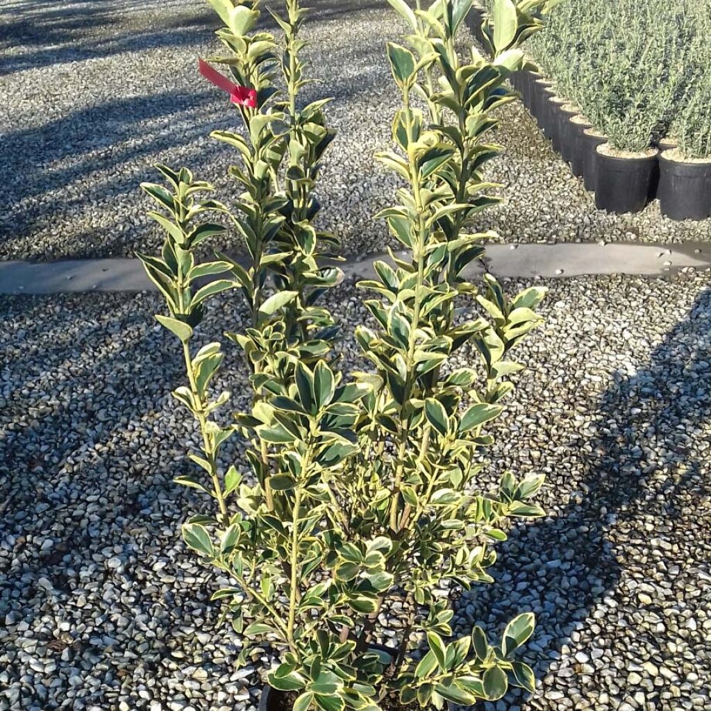 Euonymus japonicus Silver King - Japanse kardinaalsmuts