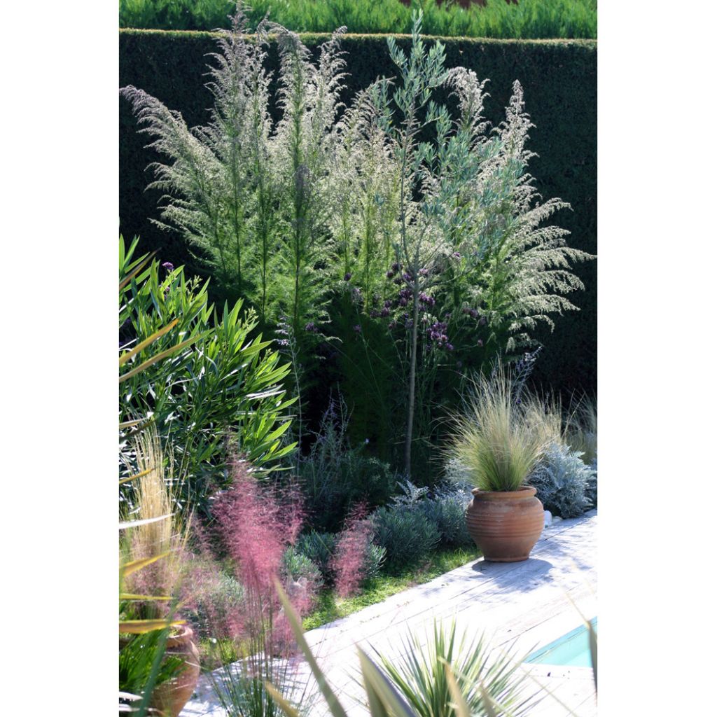 Eupatorium Elegant Plume - Koninginnenkruid