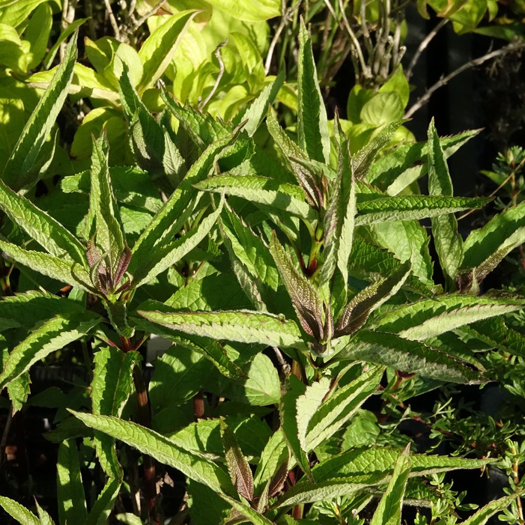 Eupatorium Baby Joe - Koninginnekruid