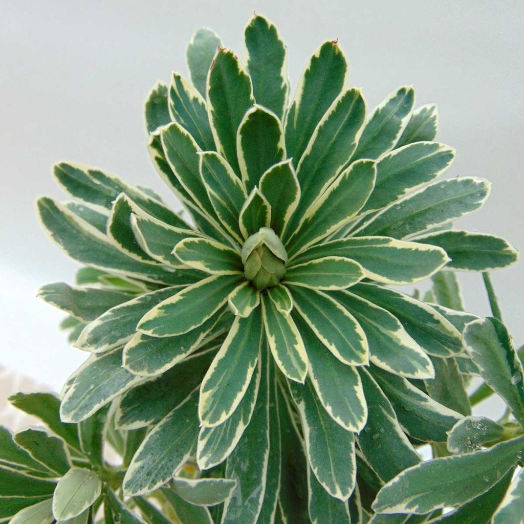 Euphorbia characias Glacier Blue - Wolfsmelk