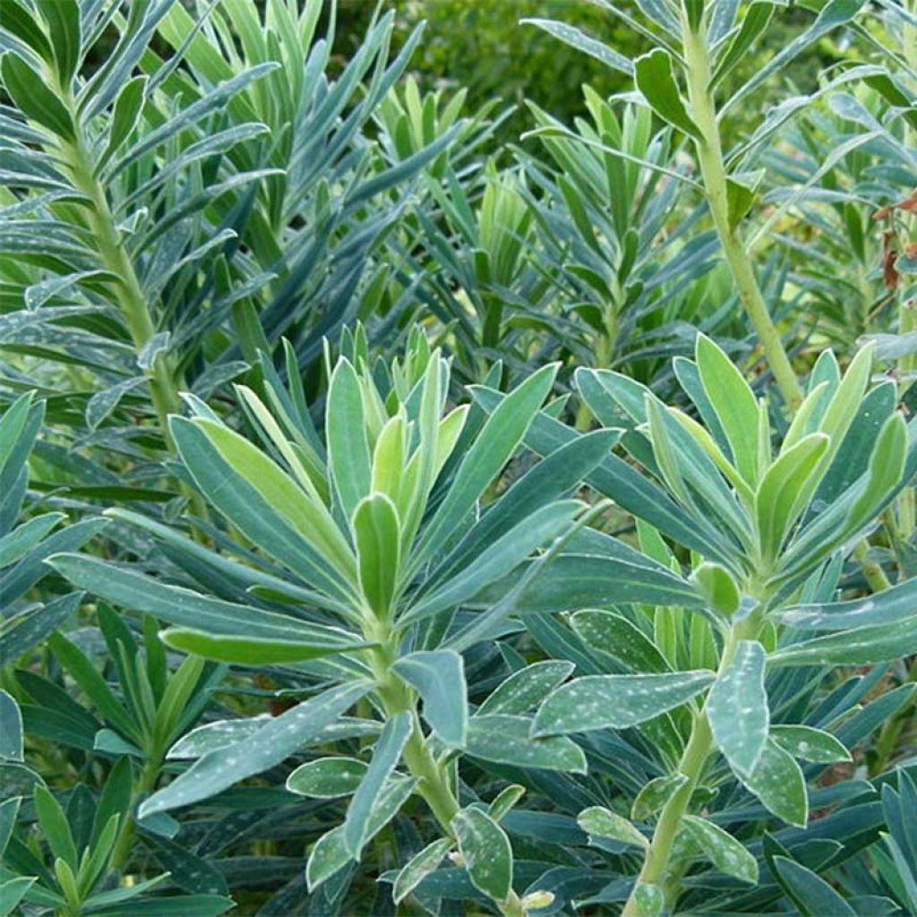 Euphorbia characias - Wolfsmelk