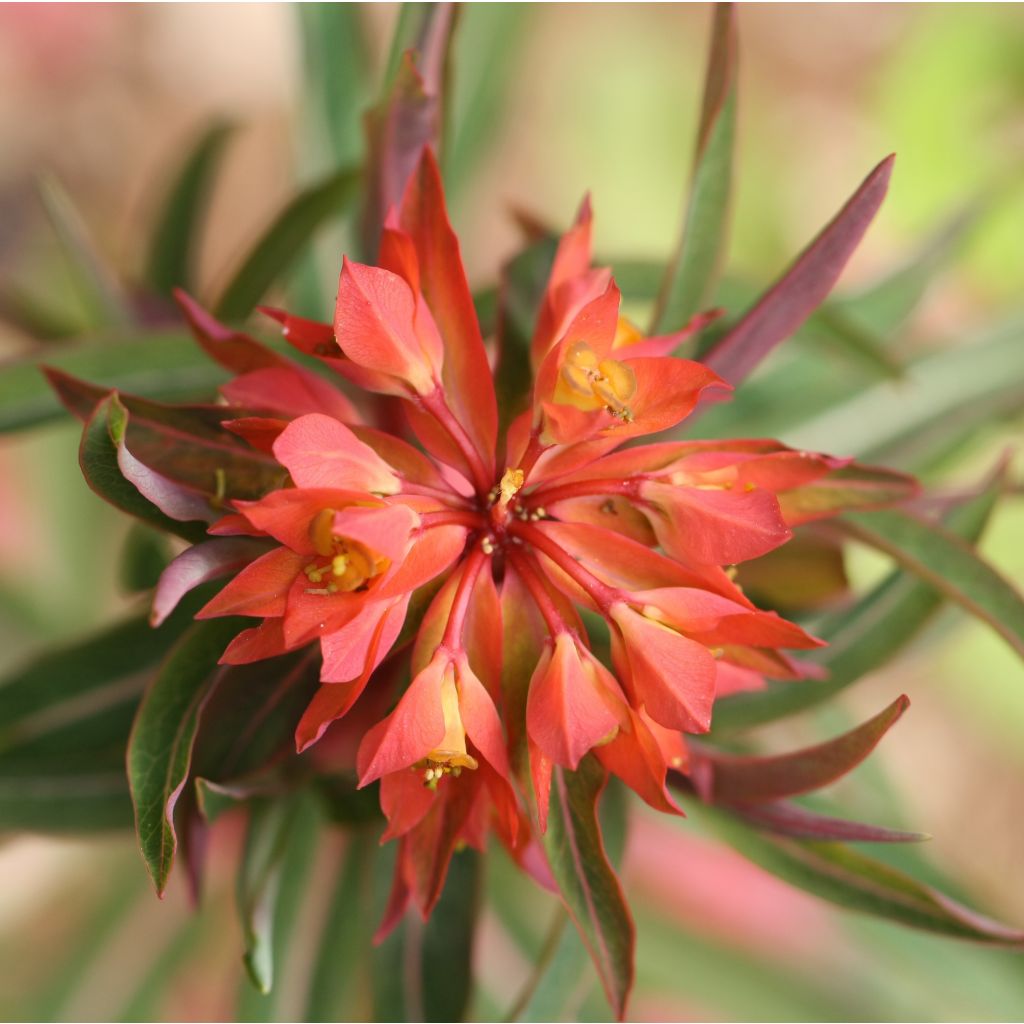 Euphorbia griffithii Fireglow - Wolfsmelk