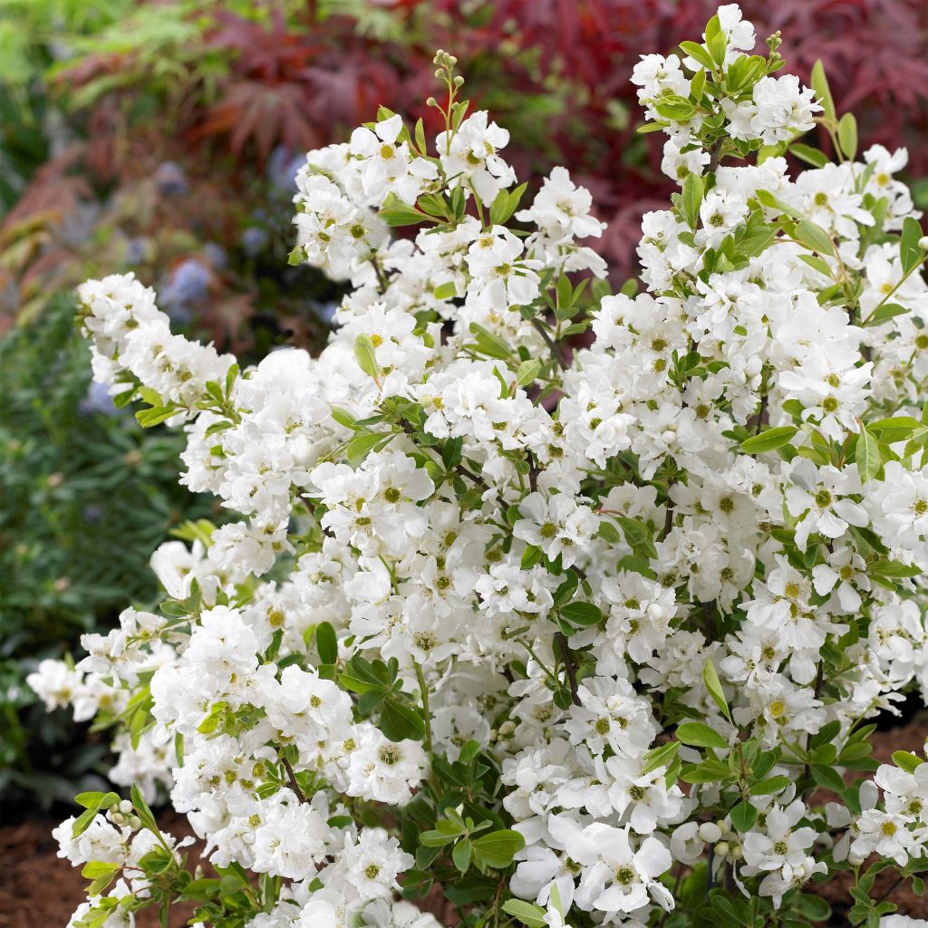 Exochorda racemosa Niagara - Parelstruik