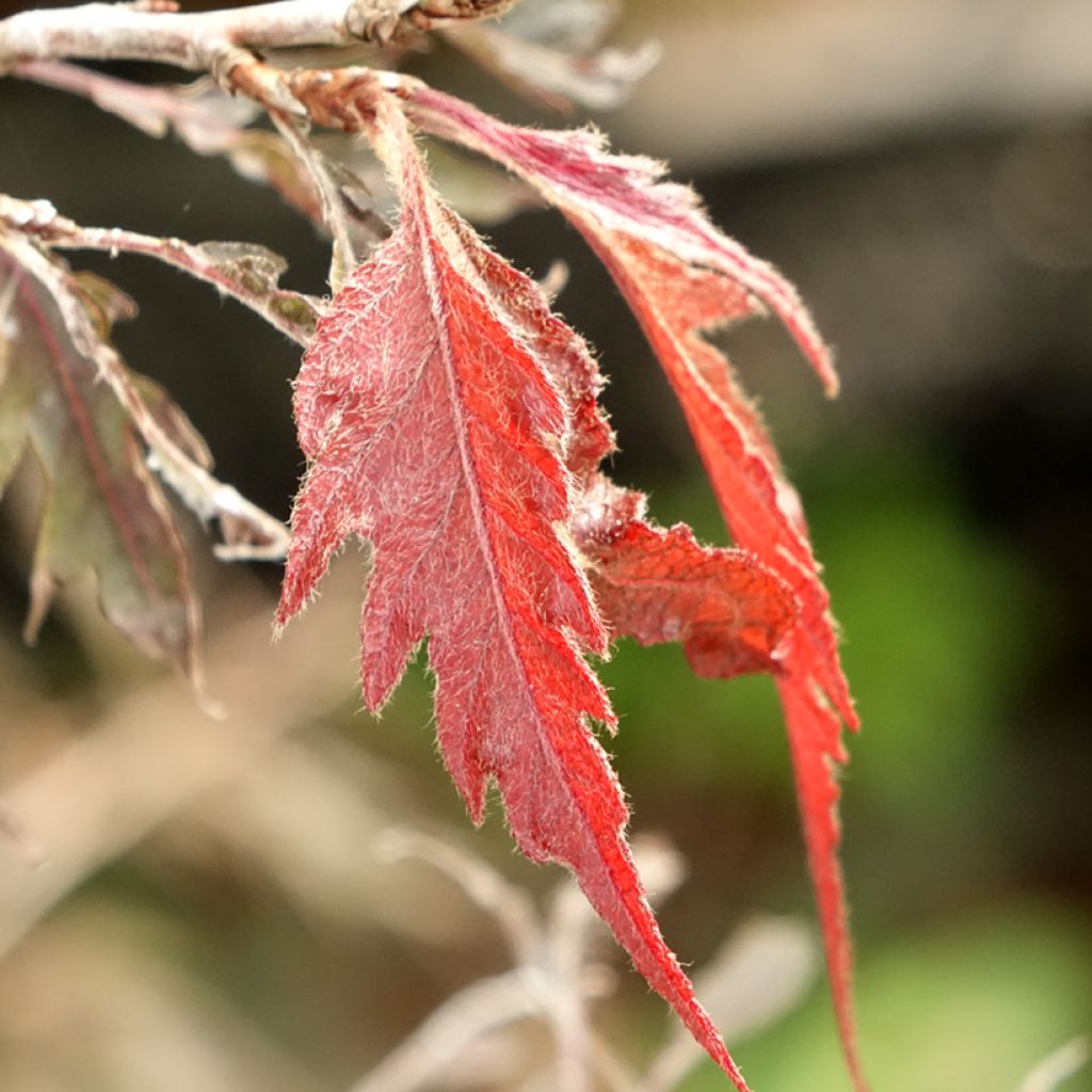 Fagus sylvatica Midnight Feather - Beuk