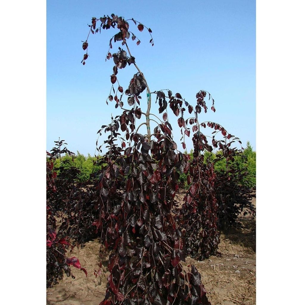 Fagus sylvatica Purple Fountain - Treur-koperbeuk