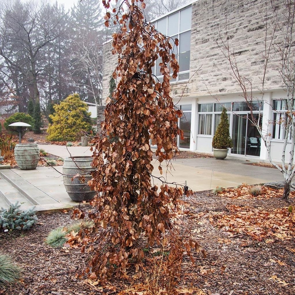Fagus sylvatica Purple Fountain - Treur-koperbeuk