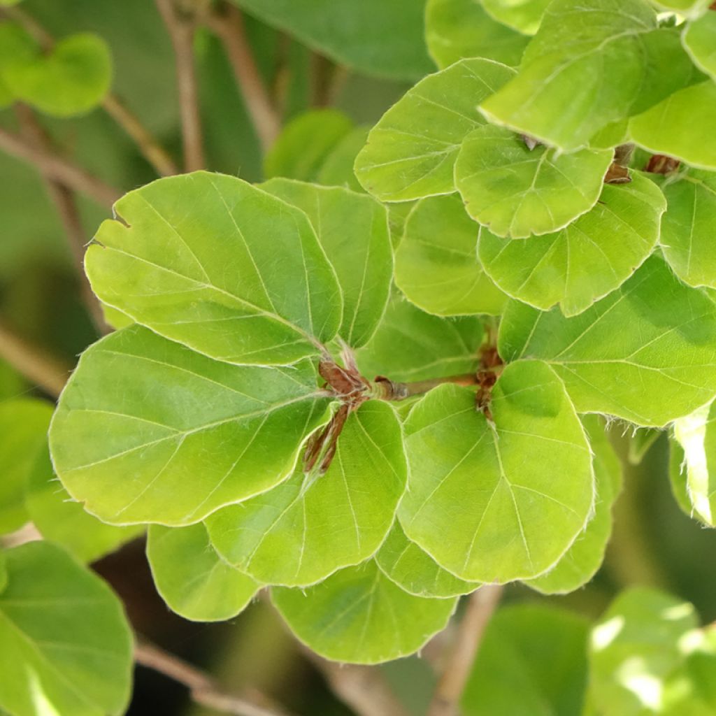 Fagus sylvatica Rotundifolia - Beuk